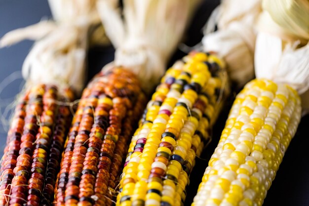 Foto milho indiano multicolorido para decoração de ação de graças.