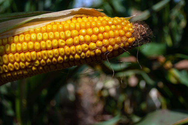 Foto milho no campo durante o período de maturação