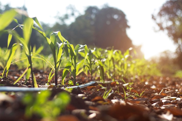 Milho orgânico plantado no jardim com luz solar brilhante da manhã