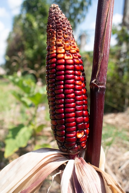 Milho roxo cob fresco no caule ou milho cru na planta