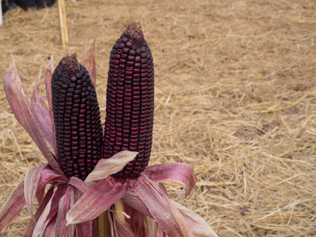 Milho roxo na fazenda