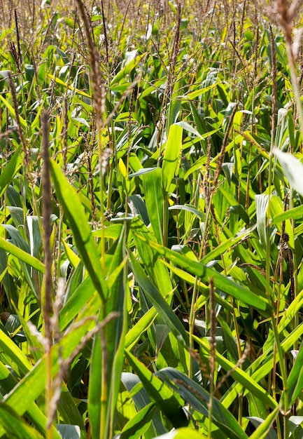 Milho verde em um campo agrícola, é cultivado para produzir uma grande safra de grãos