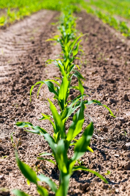 Milho verde jovem em um campo agrícola na primavera