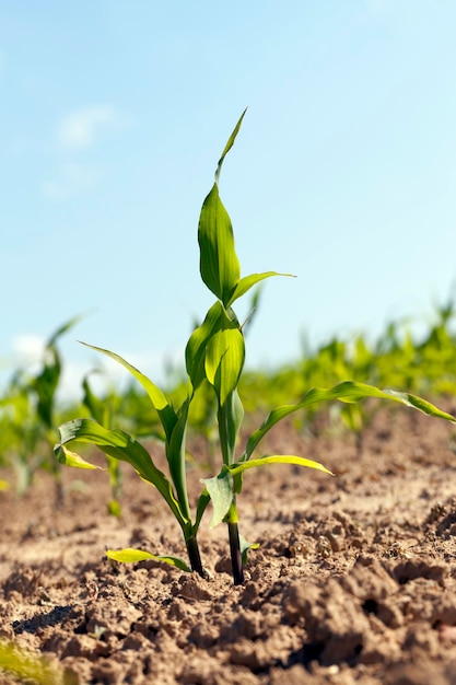 Foto milho verde jovem em um campo agrícola na primavera