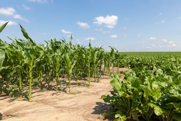 Milho verde jovem em um campo agrícola, um campo onde brotos verdes de milho doce crescem na primavera