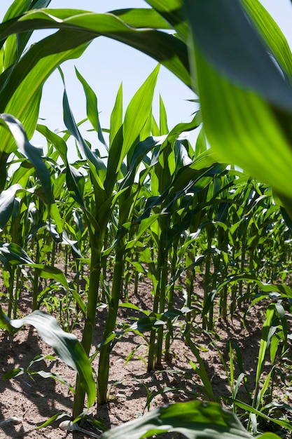 Milho verde jovem em um campo agrícola, um campo onde brotos verdes de milho doce crescem na primavera