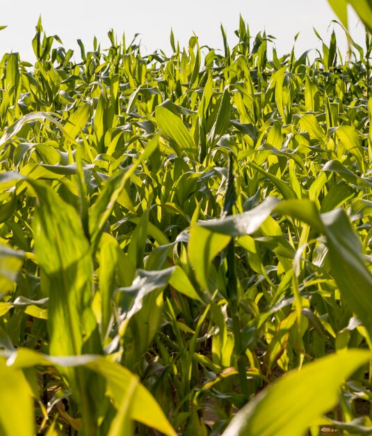 Milho verde no campo agrícola