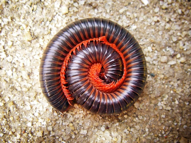 Milípede na areia