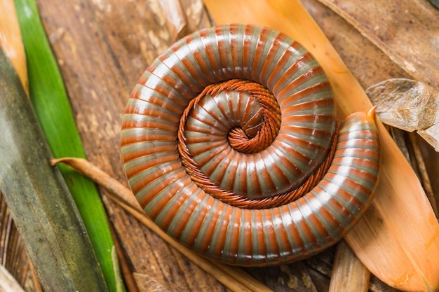 Foto milípede no chão com folhas de bambu