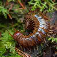 Foto milípedo productor de cianuro harpaphe haydeniana parque provincial goldstream bc