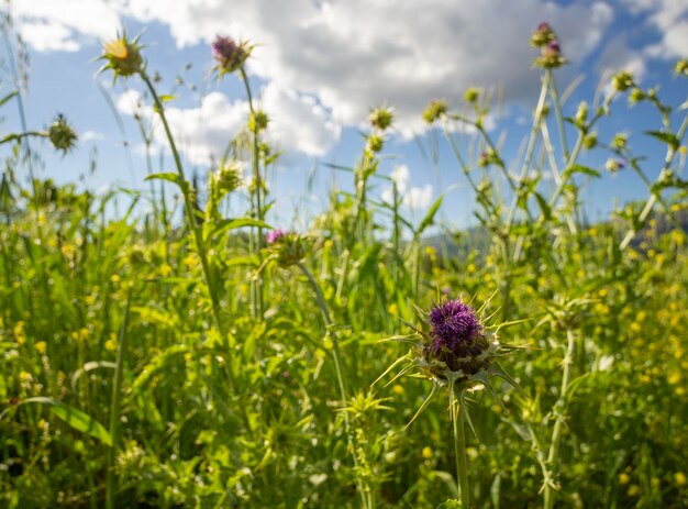 Milk Thistle Silybum floresce entre grama verde em um dia ensolarado