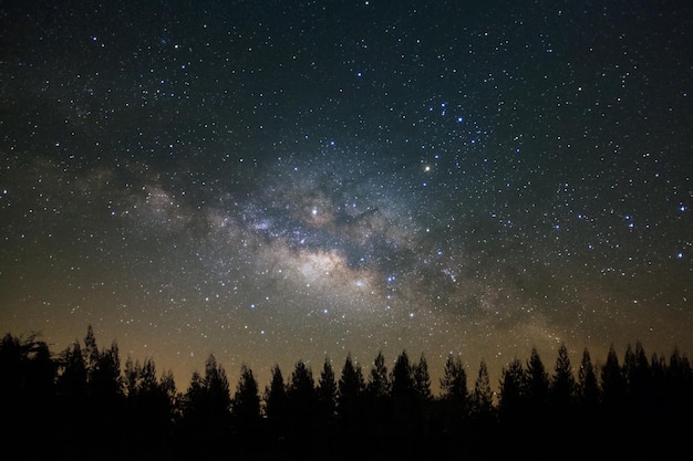 Milkyway e silhueta bonita do pinheiro em um céu noturno antes do nascer do sol