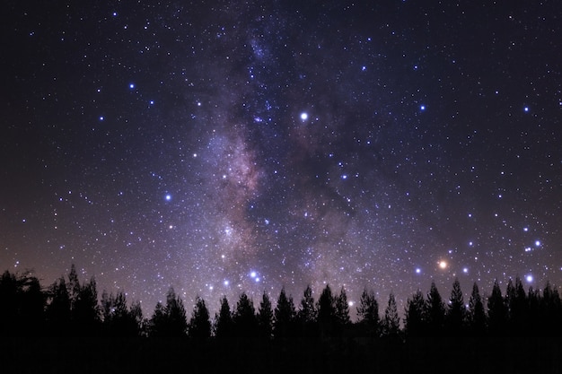 Milkyway e silhueta bonitos do pinheiro em um céu noturno antes do nascer do sol.