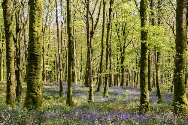 Millagnmeen Buchenwald im warmen Frühlingslicht mit Glockenblumen.