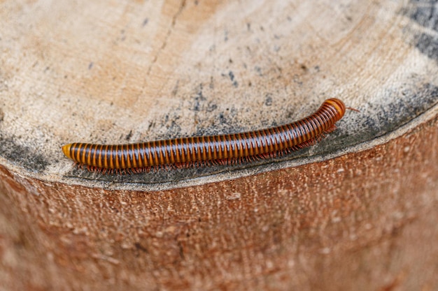 Millipede está cortando un tronco