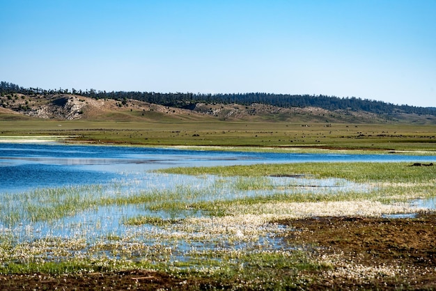 millones de pequeñas flores blancas crecen en las orillas y en el agua del lago Afnourir en Marruecos