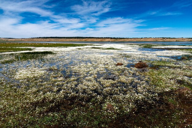 millones de pequeñas flores blancas crecen en las orillas y en el agua del lago Afnourir en Marruecos