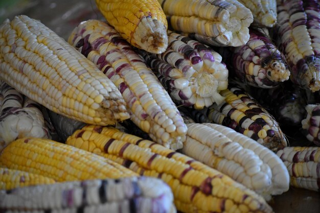 Milpa orgánica mexicana