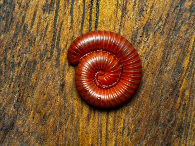 Milpiés en mesa de madera