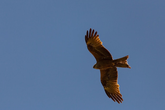 Milvus migrans, una cometa negra volando bajo un cielo azul