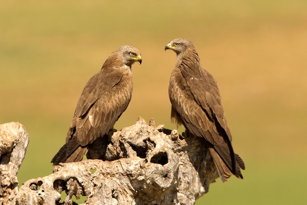 Milvus migrans. Cometa negra