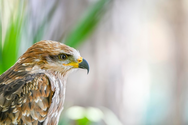 Milvus migrans ou papagaio preto é uma espécie de ave da família accipitridae