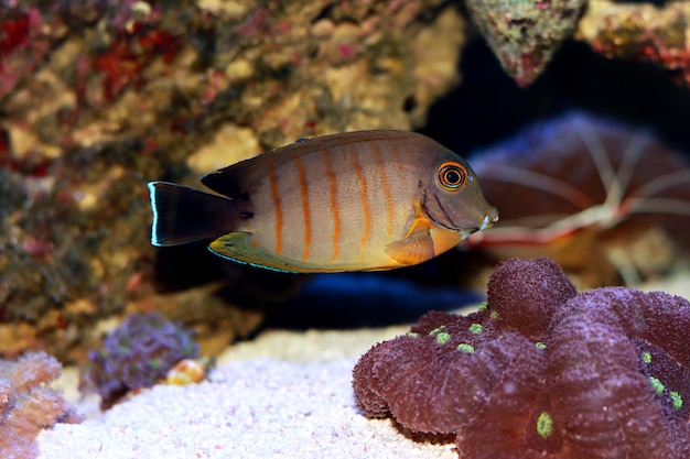 Mimic Eibli Tang - (Acanthurus tristis)