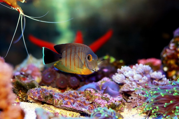 Mimic Eibli Tang - (Acanthurus tristis)