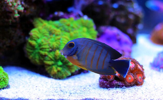 Foto mimic eibli tang - (acanthurus tristis)