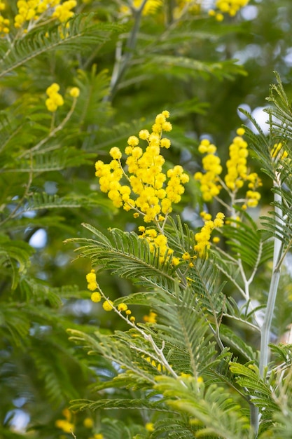 Mimosa acacia dealbata prata ou acácia azul em adler arboretum southern cultures