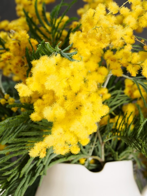 Mimosa amarilla acacia en fragmento de rama de jarra blanca