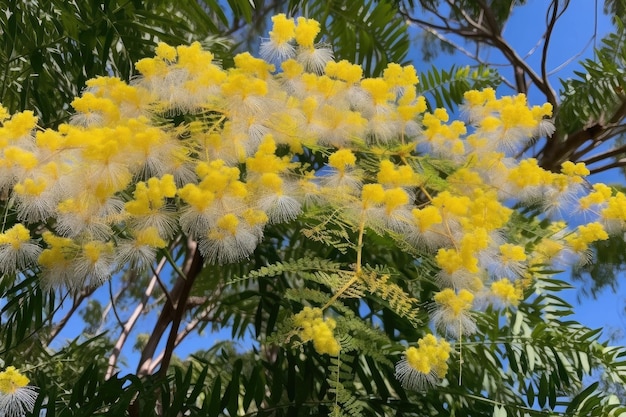 Mimosa-Baum in voller Blüte mit zarten Blumen und Laub sichtbar