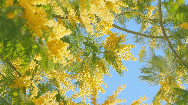 Mimosa Blüten blühen Zweig des Frühlings Mimosablüten im Park sonniges Bokeh Licht Frühling kommt