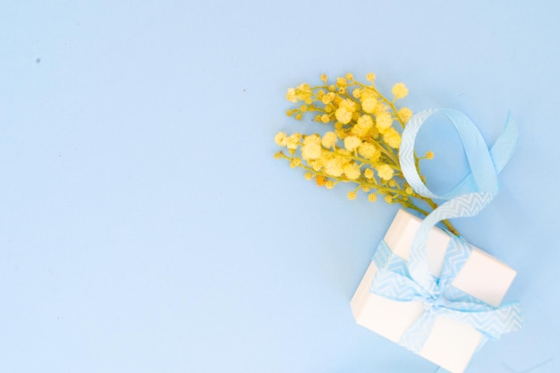 Mimosa e açafrão flores amarelas posy sobre fundo azul primavera com caixa de presente 8 de março fundo mimose é flores tradicionais para o dia internacional da mulher 8 de março