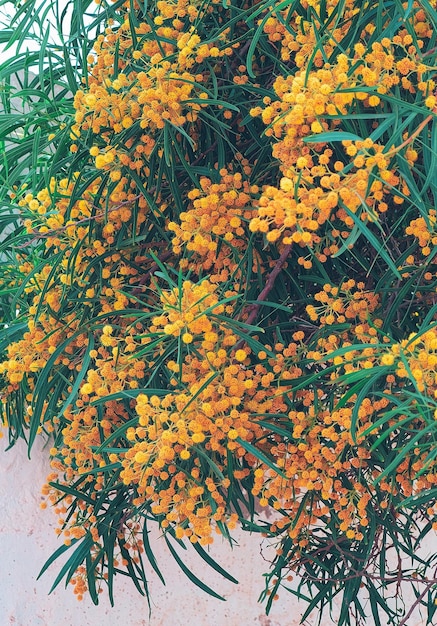 Mimosa floresce árvore Closeup fundo Papel de parede estético de planta elegante Viagens Ilhas Canárias