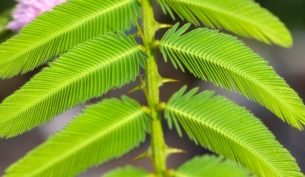 Mimosa Invisa riesige empfindliche Pflanzengrünblätter und der flache Fokus des Dorns