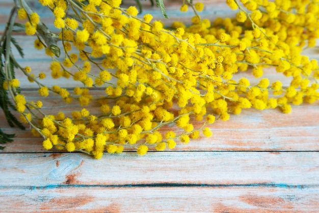 Mimosa o flores primaverales de color amarillo plateado sobre una mesa de madera