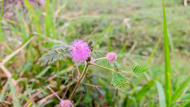 Mimosa pudica flor planta