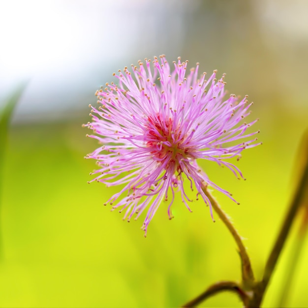 Mimosa pudica Mimosa pigra na família Fabaceae Lindas flores cor de rosa crescendo em um prado de verão