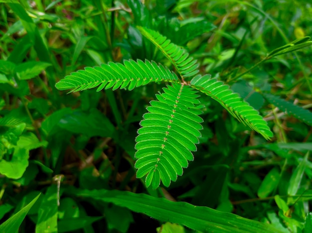 Mimosa Pudica-Pflanze unter dem Gras