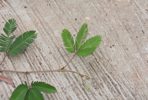 Mimosa pudica