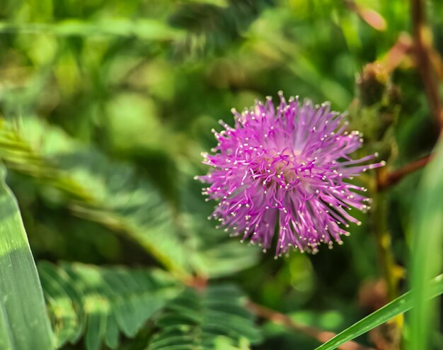 Mimosa strigillosa é um membro da família original e perene da ervilha, a família Fabaceae