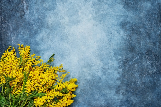 Mimose blüht Blumenstrauß auf blauem Hintergrund. Textfreiraum, Ansicht von oben.