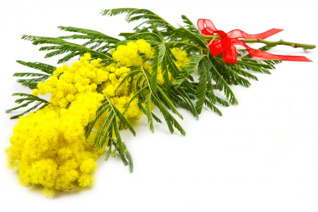 Mimose, Frauentag