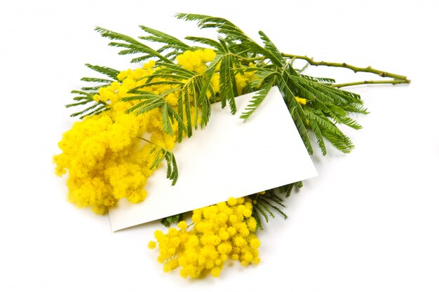 Mimose, Frauentag