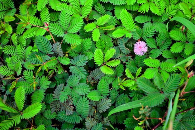 Mimose Pudica lässt Hintergrund