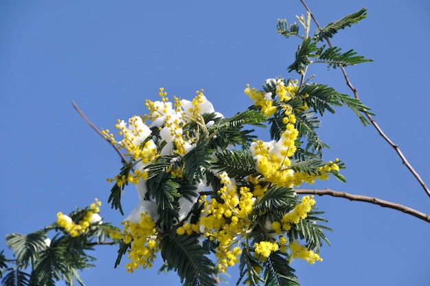 Mimose unter dem Schnee in der Bretagne