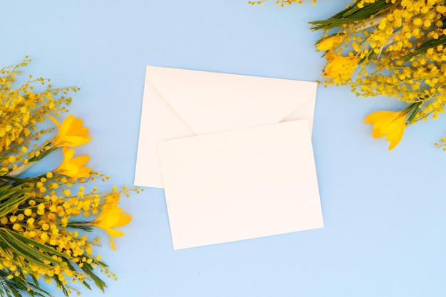 Mimosen und Krokusse gelbe Blumen auf blauem Frühlingshintergrund 8. März Tag Hintergrund Mimose ist traditionelle Blumen für den internationalen Frauentag 8. März kopieren Sie Platz auf einer leeren Karte