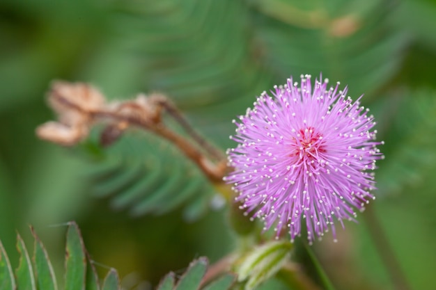 Mimosenblüten