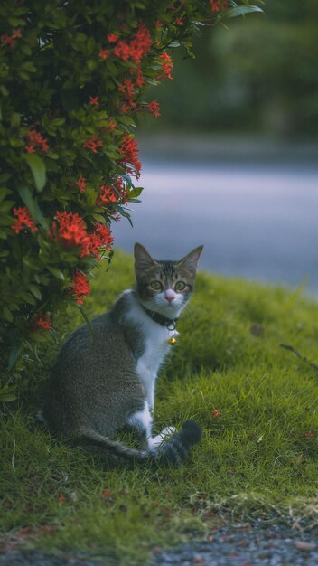 Foto minha bunga de estimação desfrutando de seu tempo sozinha no jardim ao meio-dia